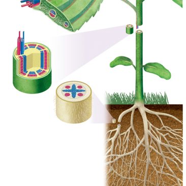 葉，茎，根の維管束